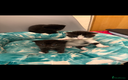 Mixed Breed cats for sale: Mixed breed kittens  - Image 12