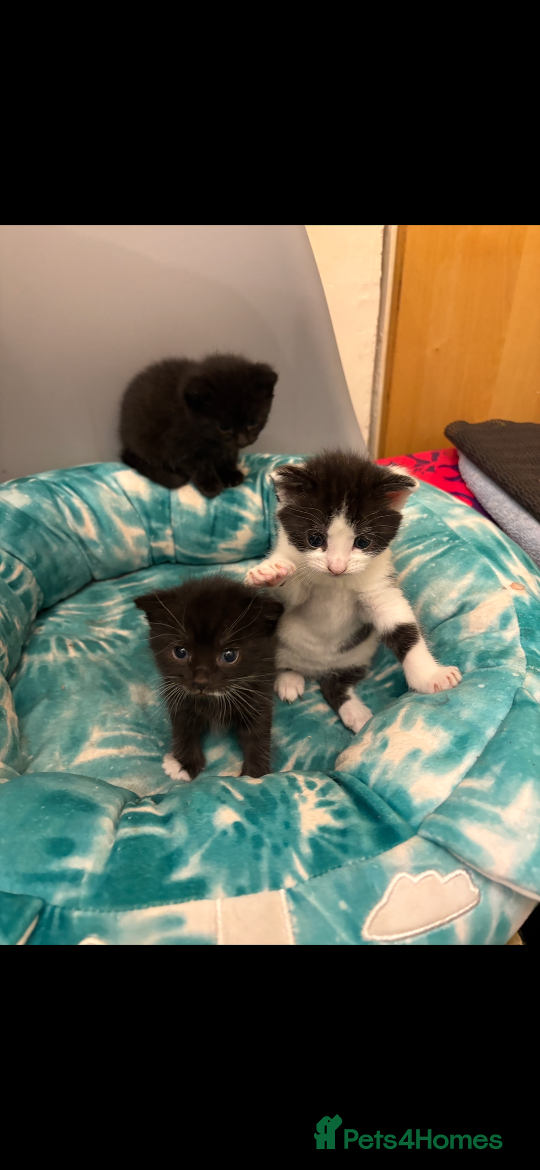 Mixed Breed cats for sale: Mixed breed kittens  - Image 12