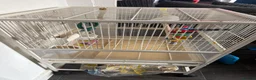 Budgerigars birds for sale: Make and female budgie with cage. - Advert 2