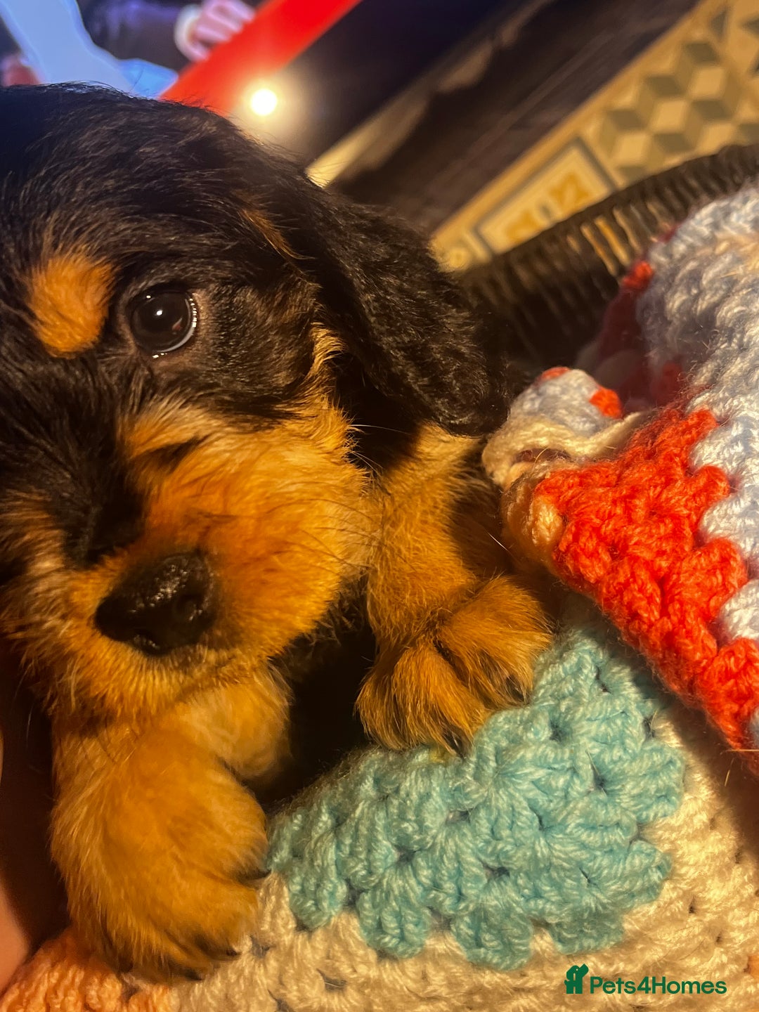 Mixed Breed dogs for sale: F2 cockapoo cross Spaniel cross  - Advert 1