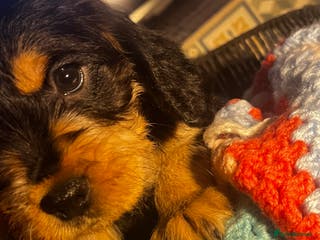 Mixed Breed dogs F2 cockapoo cross Spaniel cross - Advert 16