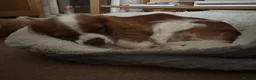 Cavalier King Charles Spaniel dogs for sale: 14 Month Old Cavalier King Charles Spaniel - Advert 1