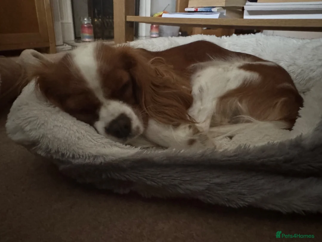 Cavalier King Charles Spaniel dogs for sale: 14 Month Old Cavalier King Charles Spaniel - Advert 1