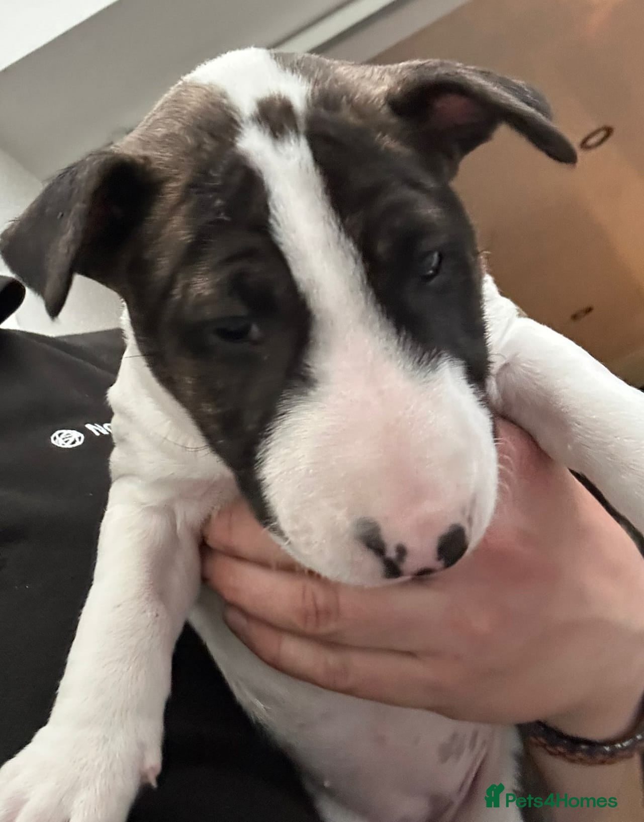 English Bull Terrier dogs Stunning English bull terrier puppies  - Advert 2