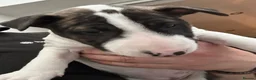 English Bull Terrier dogs for sale: Stunning English bull terrier puppies  - Advert 23