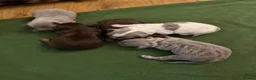 Chiweenie dogs for sale: Chiweenie pups - Advert 6