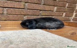 Mini Lop rabbits for sale: 1 x sable mini lop boy - Image 2