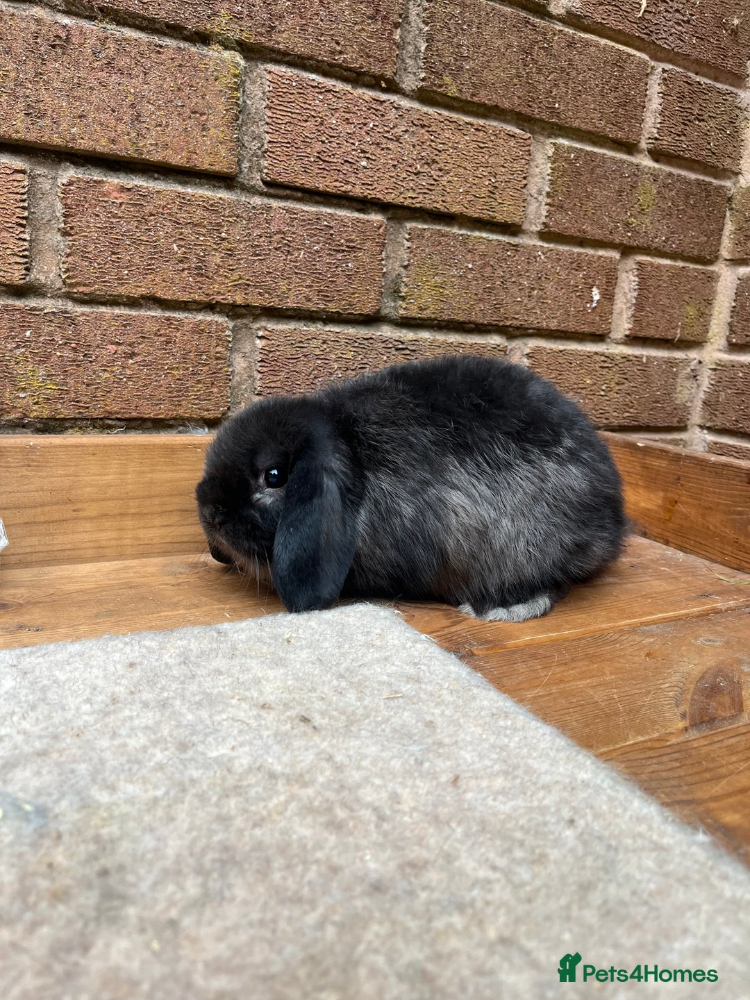 Mini Lop rabbits for sale: 1 x sable mini lop boy - Image 2