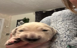 Golden Retriever dogs for sale: One girl left - Image 7