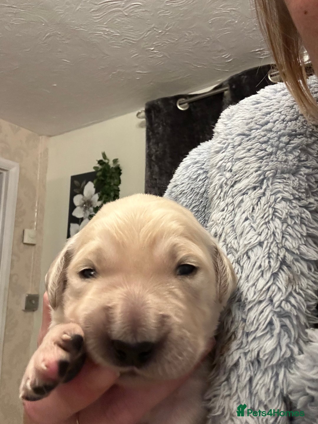 Golden Retriever dogs for sale: One girl left - Image 7