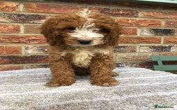 Cockapoo dogs for sale: Stunning red cocapoo, Puppy - Image 10