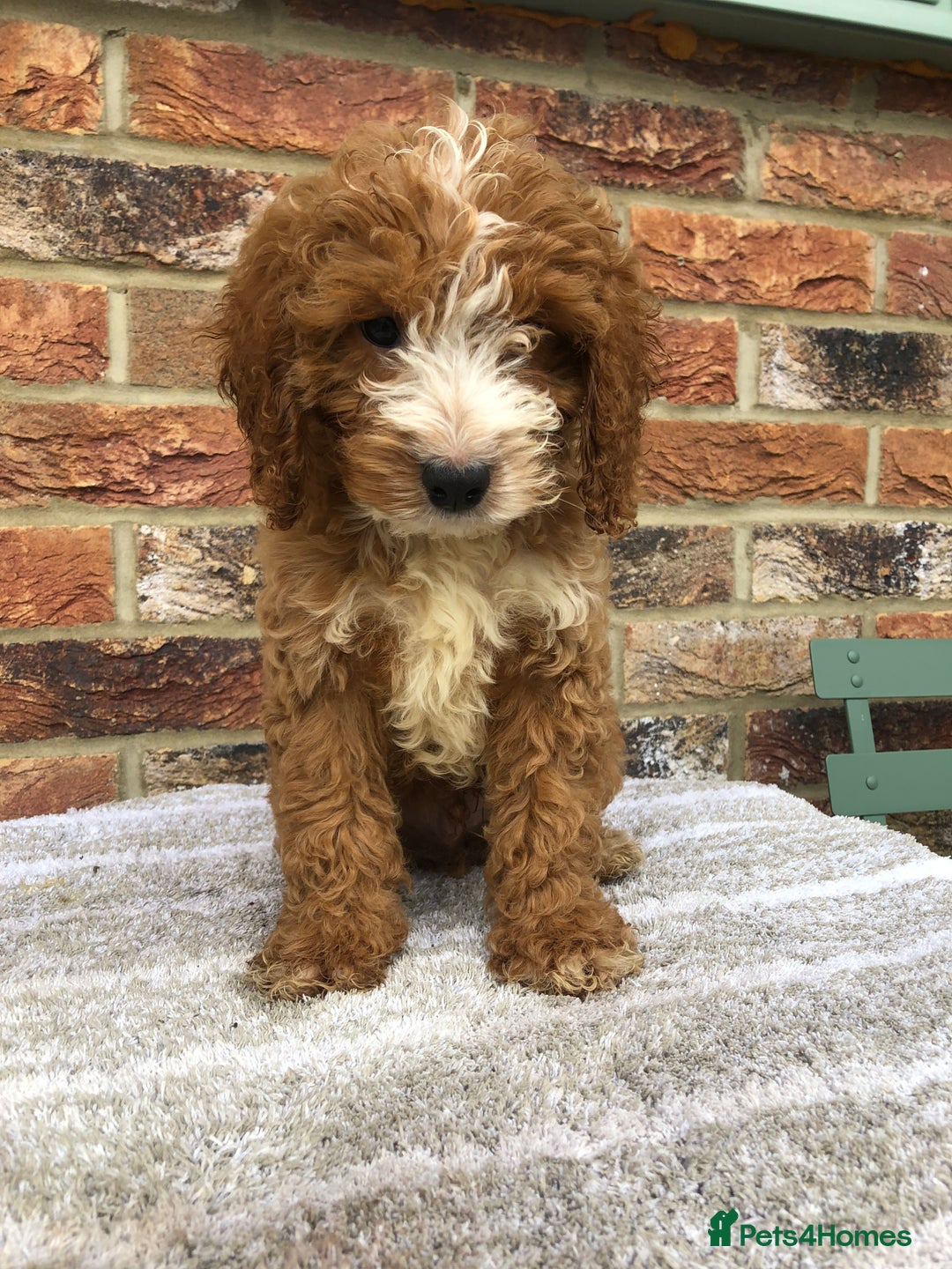 Cockapoo dogs for sale: Stunning red cocapoo, Puppy - Image 10