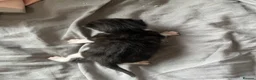 Mixed Breed cats for sale: beautiful kittens ready for adoption  - Advert 2