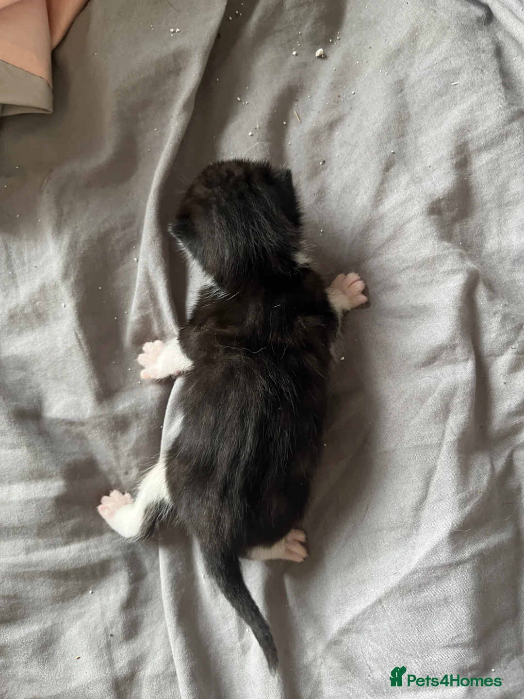 Mixed Breed cats for sale: beautiful kittens ready for adoption  - Advert 2