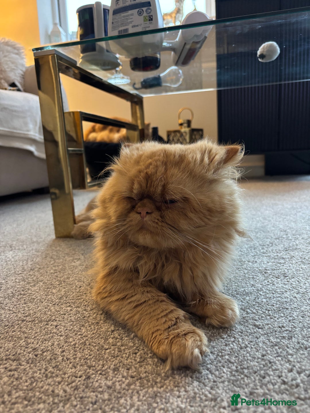 Persian cats for sale: 2 Male Ginger Persian Cats - Image 4