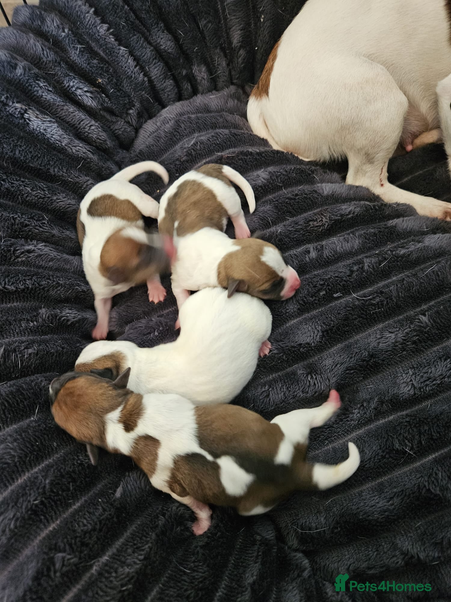 Jack Russell dogs Min jack Russell - Advert 13