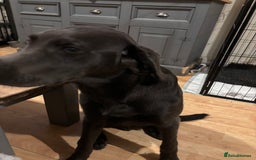 Labrador Retriever dogs for sale: KC Registered Charcoal Labrador  - Image 2