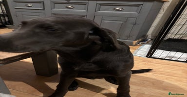 Labrador Retriever dogs - Advert 5