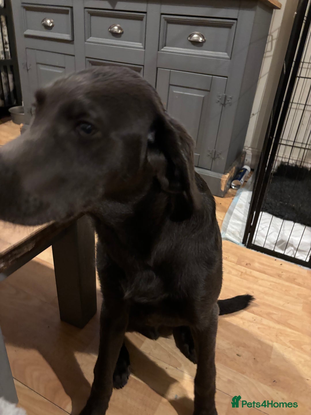 Labrador Retriever dogs for sale: KC Registered Charcoal Labrador  - Image 2