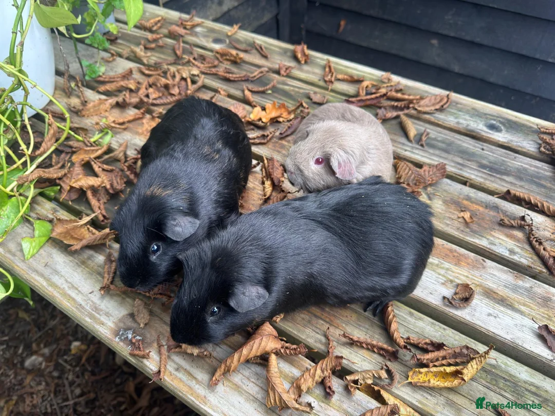 Guinea Pig rodents for sale: Trio of super sweet & friendly boars! - Advert 3
