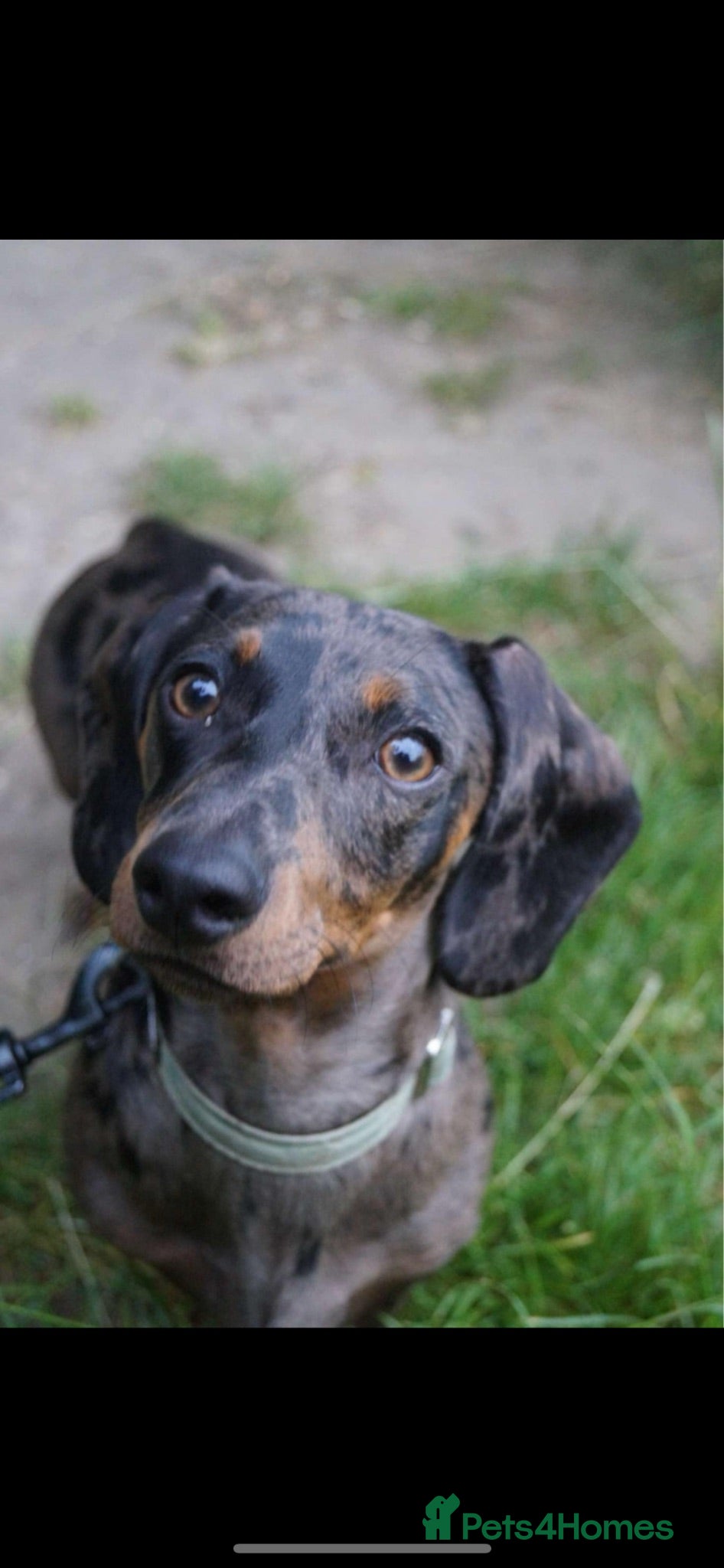 Miniature Dachshund dogs Beautiful dapple stud - Advert 1