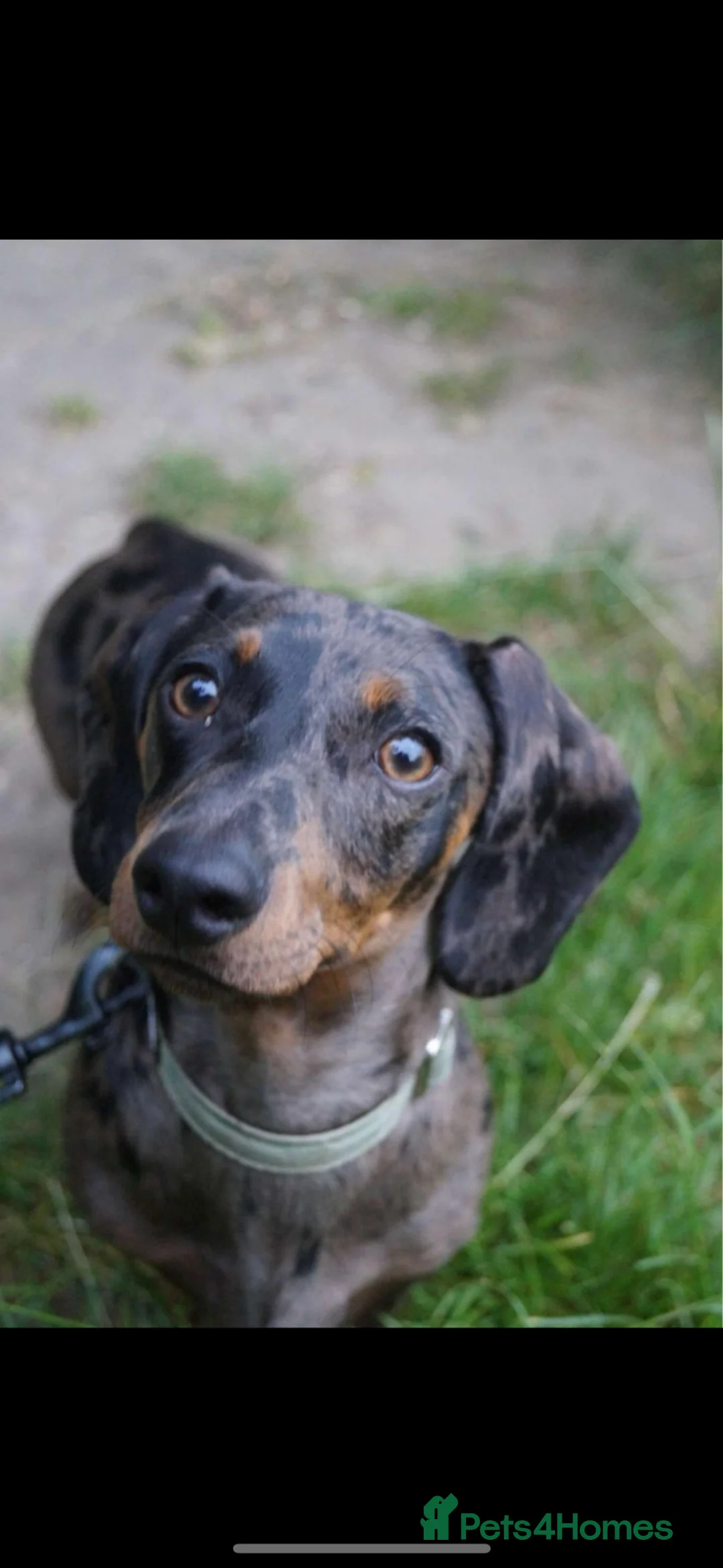 Miniature Dachshund dogs for stud: Beautiful dapple stud in Thatcham - Advert 1