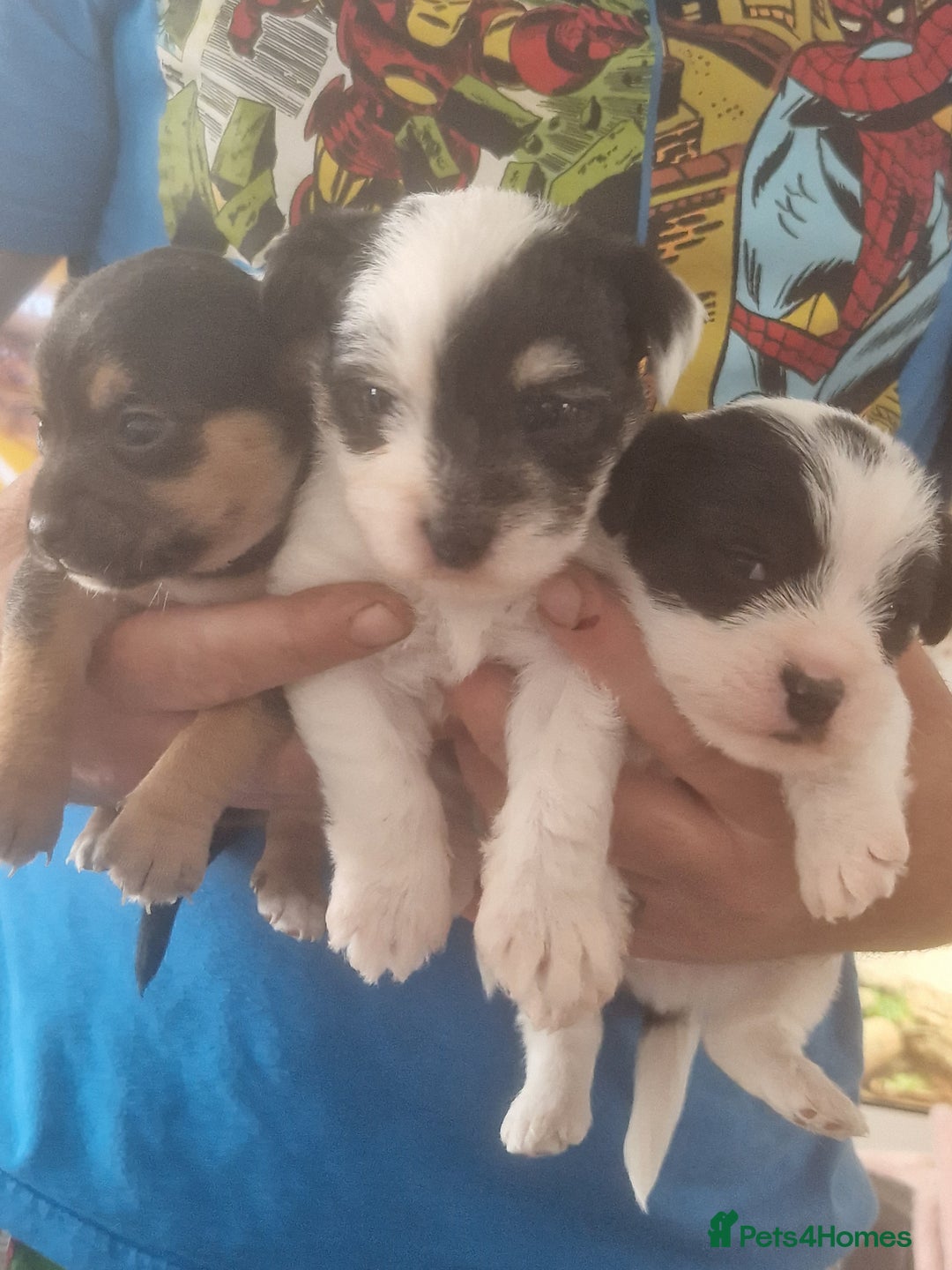 Chorkie dogs for sale: Beautiful litter - Image 5