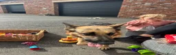 German Shepherd dogs for sale: Female German Shepherd  - Advert 4