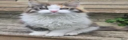 Maine Coon cats for sale: Beautiful Mainecoon kittins to sale - Advert 4