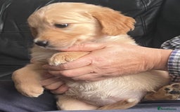 Golden Retriever dogs for sale: 🐾 Golden Retriever Puppies – Ready Now! 🐾 - Image 15