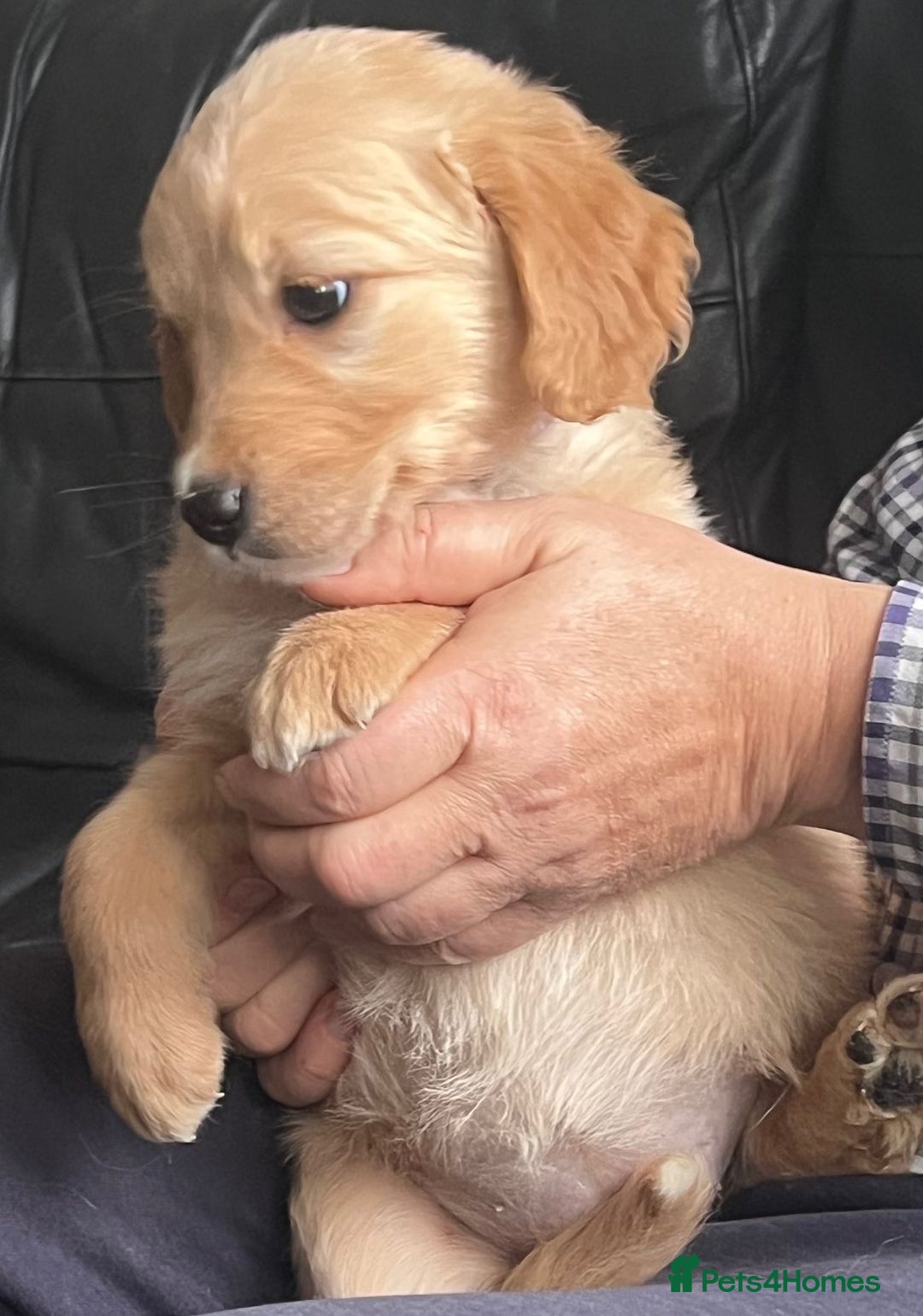 Golden Retriever dogs for sale: 🐾 Golden Retriever Puppies – Ready Now! 🐾 - Image 15