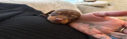 Chiweenie dogs for sale: Tiny dachshund cross chihuahua pups  - Advert 4