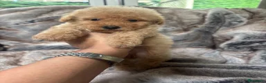 Poochon 2 Teddy