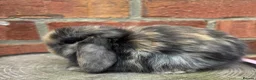 Mini Lop rabbits for sale: Pedigreed pure bred mini lops  - Advert 15