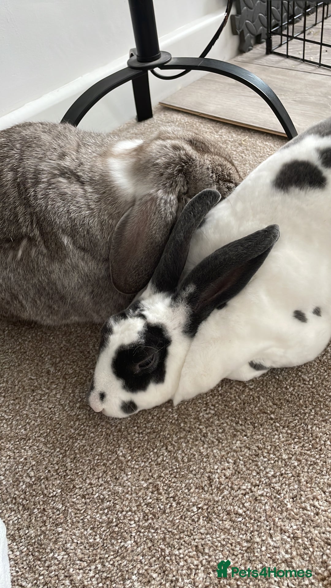 Mini Lop rabbits for sale: Male mini lop and female Rex  in Newcastle - Advert 1