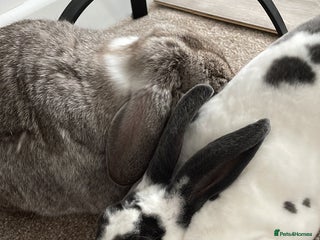 Mini Lop rabbits Male mini lop and female Rex in Newcastle - Advert 1