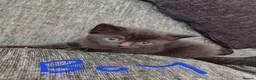 Mixed Breed cats for sale: Kittens for sale  - Advert 5