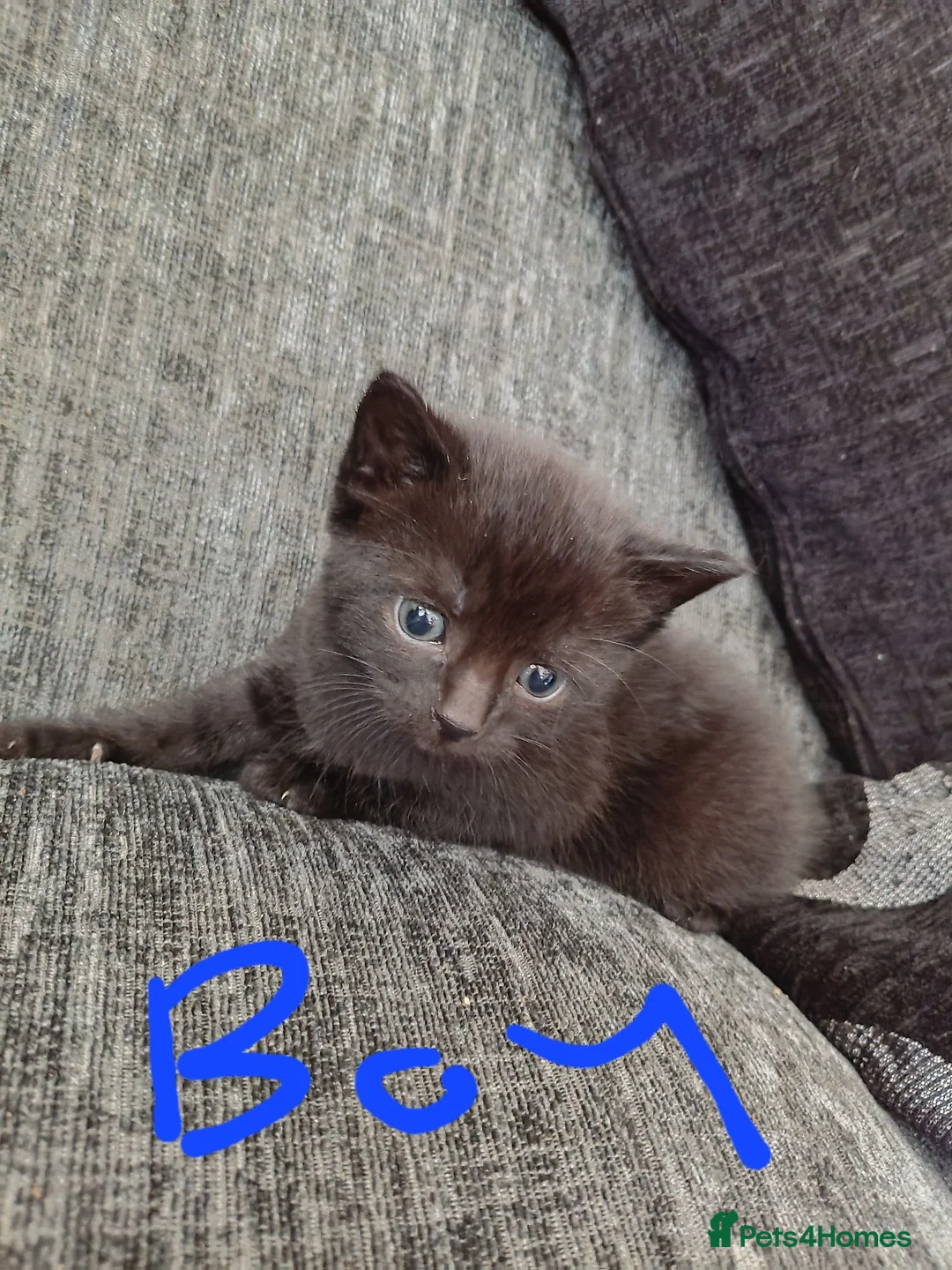 Mixed Breed cats for sale: Kittens for sale  - Advert 5