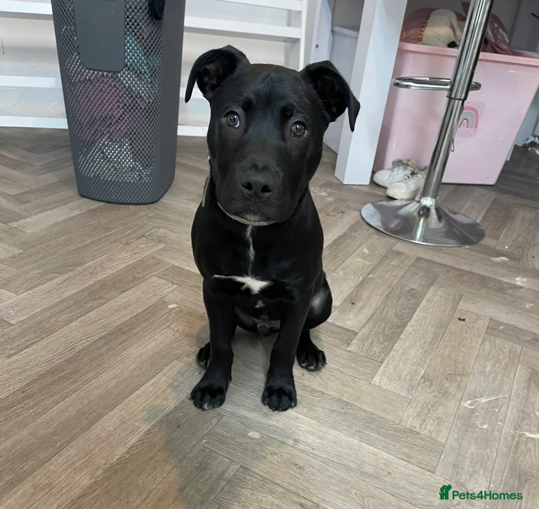Staffordshire Bull Terrier dogs for sale: Meet Buddy our 6month old pup - Advert 2