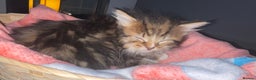 Siberian cats for sale: Kittens for sale bradford - Advert 6