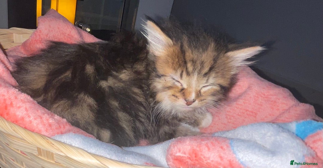 Siberian cats for sale: Kittens for sale bradford - Advert 6