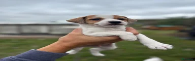 Jack Russell 1