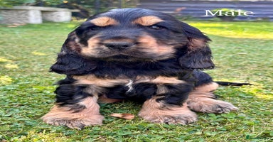 Cocker Spaniel dogs - Advert 6
