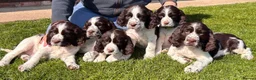 English Springer Spaniel dogs for stud: English Springer  spaniel for stud in Sidcup - Advert 7