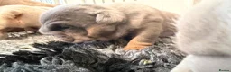 English Bulldog dogs for sale: Kc reg Incredible litter health tested Parents  - Advert 11