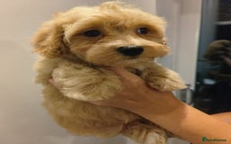 Maltipoo dogs for sale: Tiny maltipoo puppies - Image 5