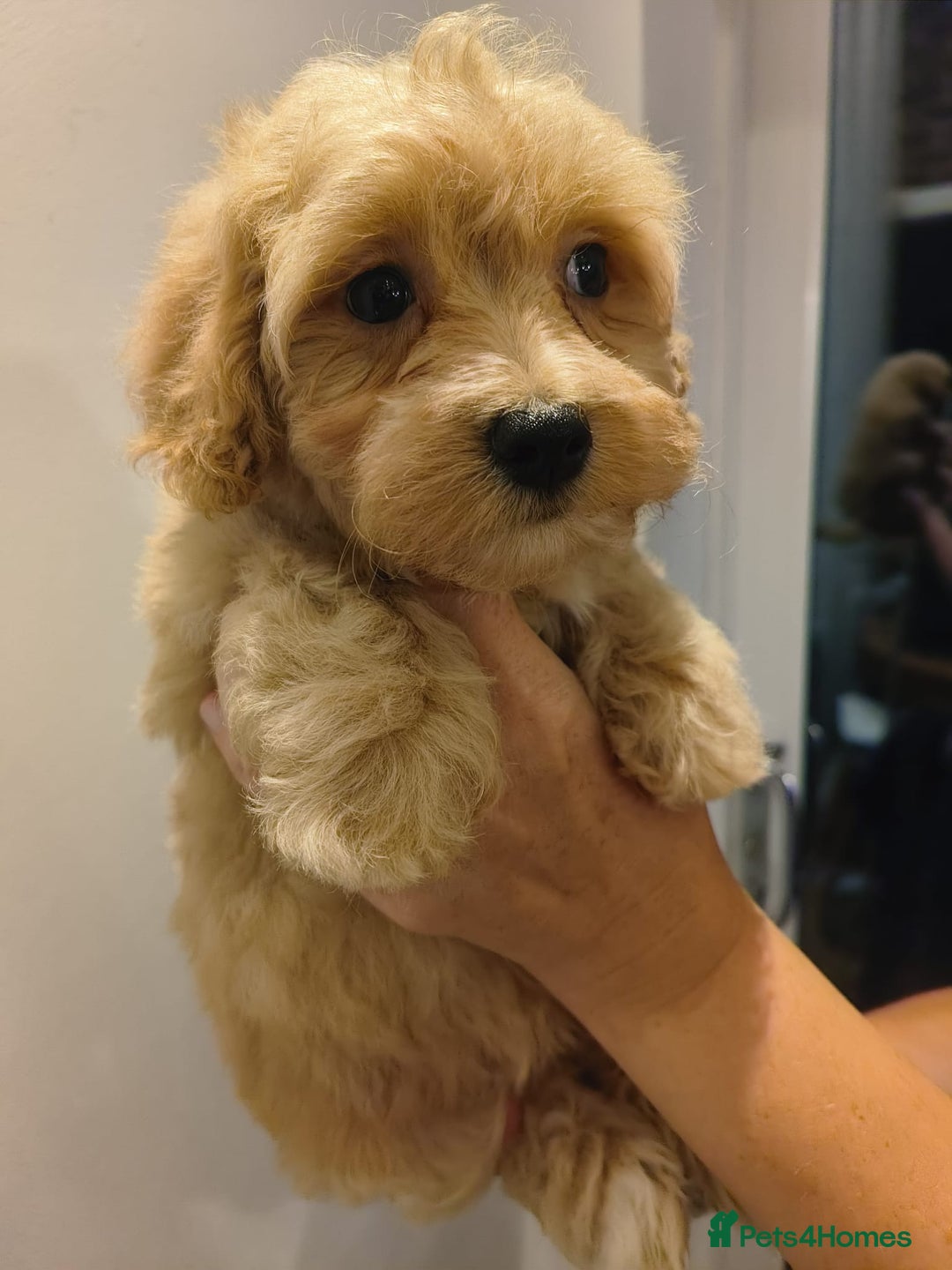 Maltipoo dogs for sale: Tiny maltipoo puppies - Image 5