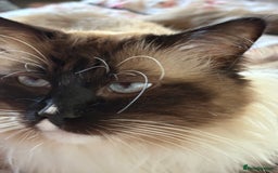 Ragdoll cats for stud: Beautiful Ragdolls ready for a date - Image 4