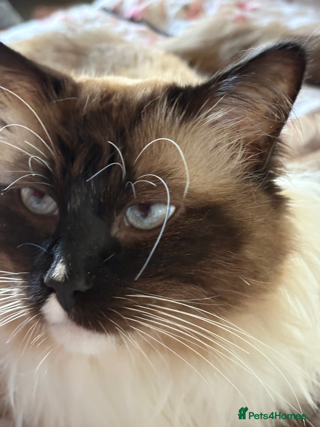 Ragdoll cats for stud: Beautiful Ragdolls ready for a date - Image 4
