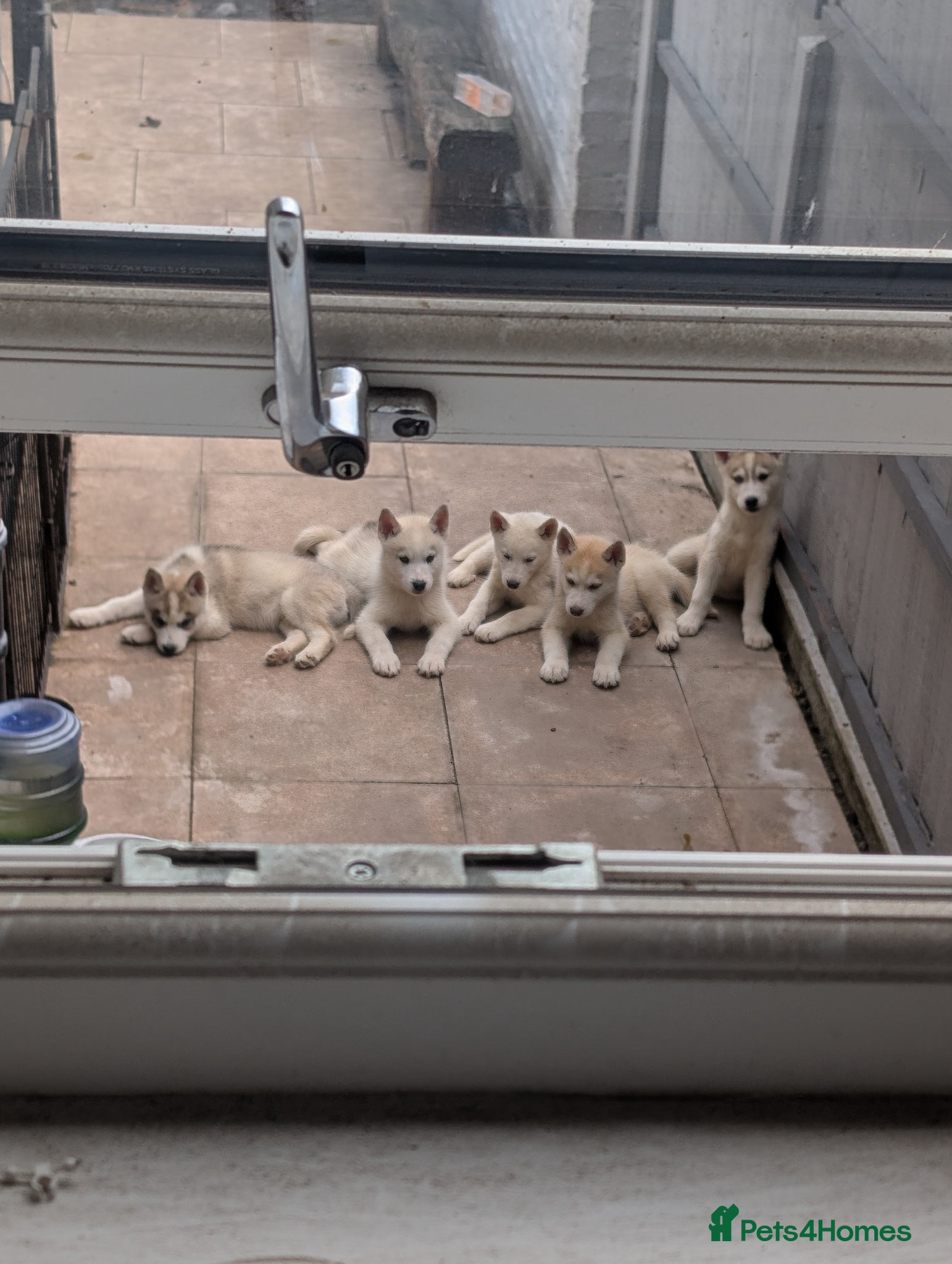 Siberian Husky dogs for sale: Siberian Husky puppies - Advert 26